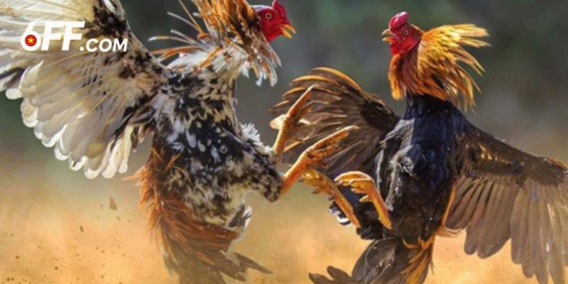 Kinh nghiệm hiệu quả từ những tay chơi lâu năm